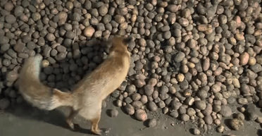 Украинец нашел невероятный "сюрприз" в куче картофеля (фото, видео)