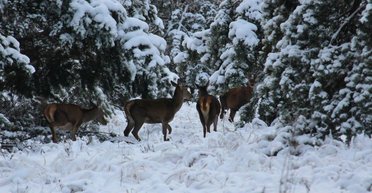 Зимові "зірки" Чорнобиля: олені дедалі частіше з'являються в зоні відчуження (фото)