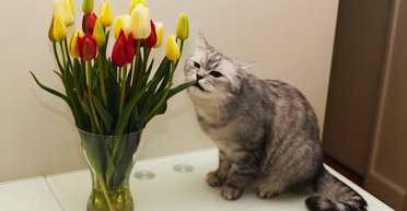 Букет тюльпанів може вбити вашого кота: чим небезпечні весняні квіти