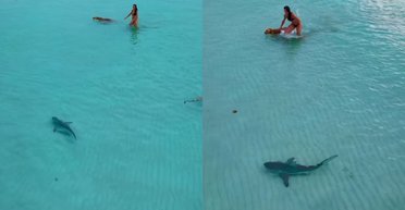 Морський хижак біля берега: жінка стала між акулою і своїм собакою (відео)
