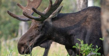 В результате ракетного удара по Киеву погиб спасенный волонтерами лось (видео)