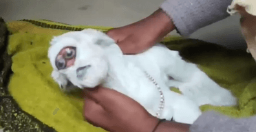 Стало сенсацією: козеня, яке народилося з "людським обличчям", приголомшило людей (фото)