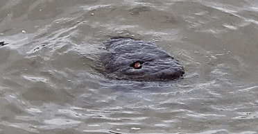 "Малюк Годзілла": в одній із найвідоміших річок світу помітили "невідому істоту" (фото)