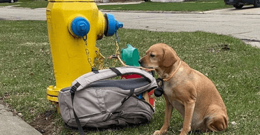Світ Хатіко: собаку кинули на вулиці із сумкою іграшок і листом від господині (фото)