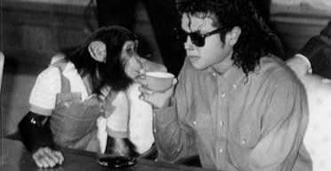 Шимпанзе Майкла Джексона Бабблсу — 41 рік: як живе колишній вихованець короля поп-музики (фото)