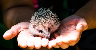 У Росії влада встановила ліміт на видобуток їжаків та мишей у Свердловській області (документ)