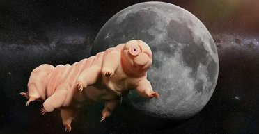 П'ять років тому на Місяць потрапили унікальні істоти: чи могли вони його вже колонізувати (фото)