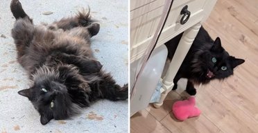 Приносить "подарунки": кіт став опорою для господині після важкого розставання (фото)