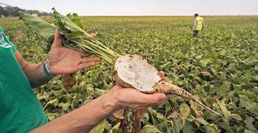 Не цукрова країна. Чому цукор за рік подорожчав удвічі і що буде з цінами далі