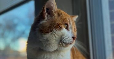 Схожий на м'яча: жінка показала кота з "найбільшими" у світі щоками (фото)