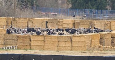 Массовый расстрел "здоровых" страусов вызвал волну возмущения: погибли сотни птиц