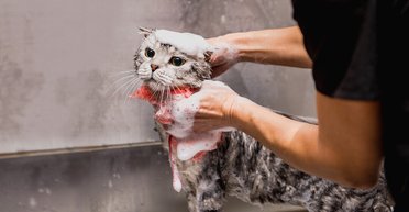 Ученые рассказали, почему кошки ненавидят купаться