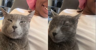 Дівчина спробувала поговорити з котом його мовою: що з цього вийшло (відео)