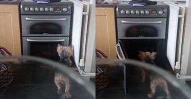 Еда мужчины постоянно исчезала из духовки: скрытая камера разоблачила грабителя (видео)