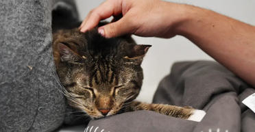 Доброжелательные и податливые, как куклы: топ самых ласковых пород кошек (фото)