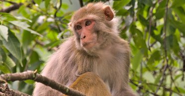Ученые выяснили, что сперматозоиды обезьян могут помочь в лечении человеческого бесплодия
