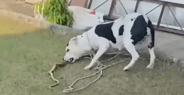 В Індії собака врятував маленьких дітей, кинувшись на королівську кобру (фото)