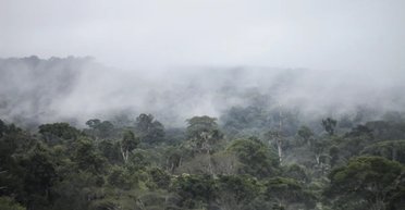 Найден неожиданный источник метана на Земле: ранее считалось, он лишь поглощает углерод