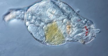 Крихітна істота заснула у вічній мерзлоті Сибіру: через 24 000 років вона "воскресла"