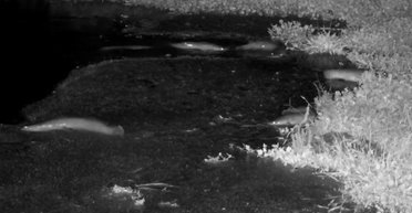 Необычное зрелище: голодные сомы у побережья Южной Африки выбрались на сушу в поисках пищи (видео)