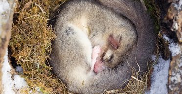 Всего один ген отвечает за спячку у млекопитающих, включая людей: ученые его наконец-то нашли