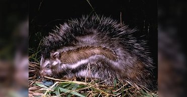 На Землі мешкає гризун з отруйним хутром: його отрута може звалити з ніг слона (відео)