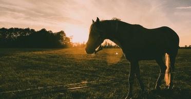 Схожий на циклопа: дитинча коня з одним оком спантеличило ветеринарів (фото)