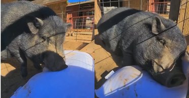 Нашел счастье: домашний кабанчик стал мегазвездой из-за реакции на подарок хозяйки (видео)