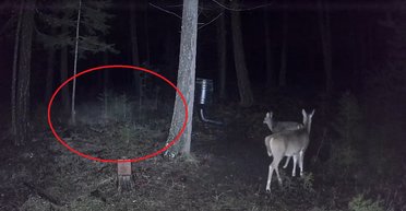 Напугал настоящих оленей: жуткий "волк-призрак" был замечен в лесу (видео)