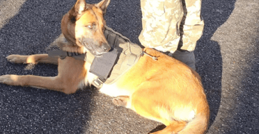 Новая технология: собаки в Украине помогают выявлять радиацию (фото)