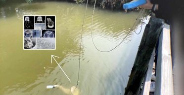 Чудовисько з 24 очима: у ставку в Гонконзі виявили дивний і абсолютно новий для науки вид