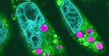 Біологи змусили клітини хом'яка працювати на сонячній енергії, як у рослини