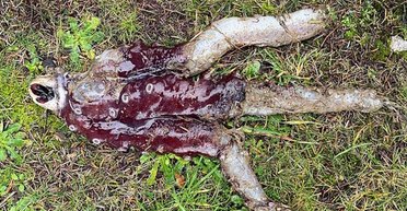 Демогоргон із "Дивних див" існує: його викинуло на берег у Шотландії (фото)