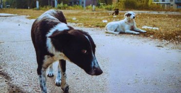 У Чорнобилі радіація змінює собак з рекордною швидкістю: що з ними відбувається