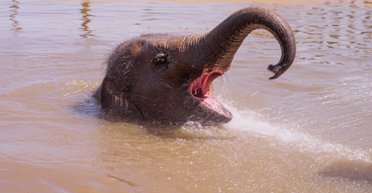 В бассейне как дома: кадры с купанием слонов в жару вызвали восторг в сети