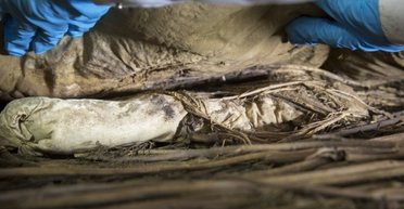 Ученые разгадали тайну шведского епископа, похороненного с эмбрионом