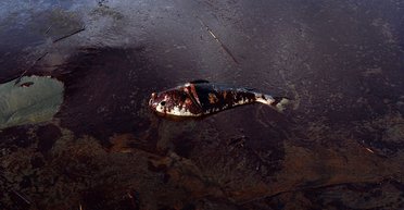 Без купання в морі і риби на вечерю: як російський мазут поставив під загрозу узбережжя Одещини