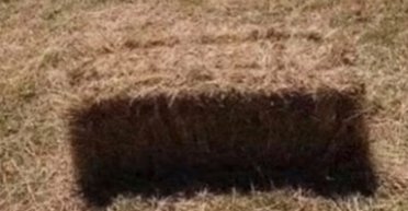 Ігри розуму: нова оптична ілюзія викликала суперечки в мережі (фото)