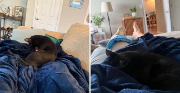 Женщина перенесла операцию: то, что делает теперь ее кошка, покорило сеть (фото)