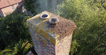 Рій із 20 тисяч бджіл "окупував" приватний будинок: як із ними впоралися (відео)