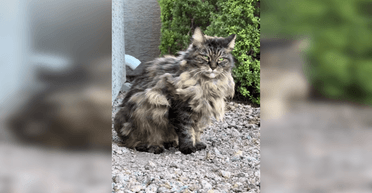 "Ніколи не забуду": останній вчинок безхатнього кота вразив жінку, що годувала його роками