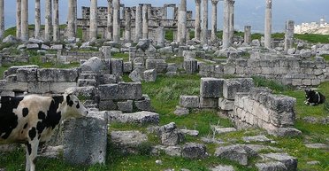 Без РФ не обошлось: в Сирии разграбили древний город времен Александра Македонского