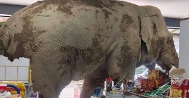 Пришел за крекером: большой слон посетил и бесцеремонно ограбил магазин в Таиланде (видео)