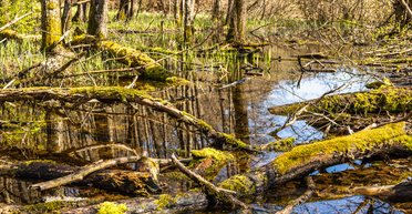 Латвія планує відгородитися від Росії болотами, — Міноборони