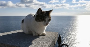 Жила там 10 лет: россиянин убил знаменитую кошку из Ласточкиного гнезда