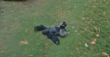 Не всі горили ненавидять дощ: в австралійському зоопарку зняли шалено милий ролик (відео)