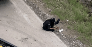 800 тисяч доларів на дорозі: жваву трасу засипало монетами після аварії (відео)