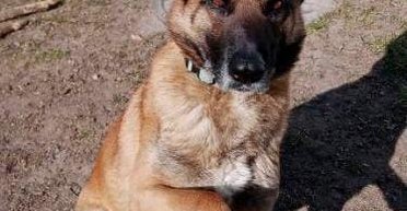 В Киеве мужчина застрелил соседскую овчарку, которую привезли из зоны АТО (фото)