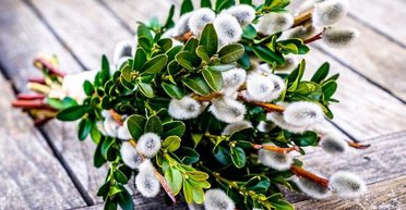 Вербна неділя 2024: коли буде і що потрібно знати про свято