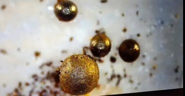 Учений із Гарварду каже, що знайшов інопланетні об'єкти на Землі: їх сотні в Тихому океані (фото)